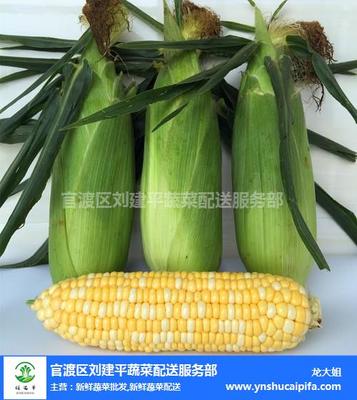 昆明有機新鮮蔬菜批發價格 昆明有機新鮮蔬菜 劉建平蔬菜配送